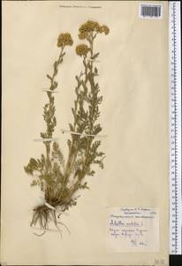 Achillea nobilis L., Middle Asia, Northern & Central Kazakhstan (M10) (Kazakhstan)