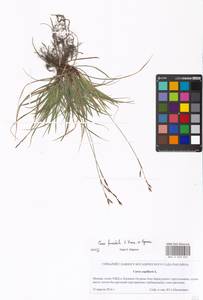 Carex capillaris subsp. fuscidula (V.I.Krecz. ex T.V.Egorova) Á.Löve & D.Löve, Eastern Europe, Moscow region (E4a) (Russia)