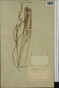 Bromus catharticus Vahl, Western Europe (EUR) (Not classified)