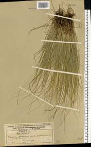 Carex loliacea L., Eastern Europe, Volga-Kama region (E7) (Russia)