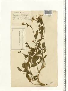 Cardamine amara L., Eastern Europe, Moscow region (E4a) (Russia)