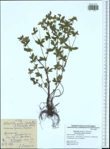 Potentilla erecta (L.) Raeusch., Eastern Europe, Central region (E4) (Russia)