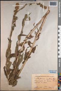 Asyneuma argutum, Middle Asia, Western Tian Shan & Karatau (M3) (Uzbekistan)