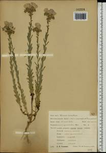 Linum hirsutum L., Eastern Europe, Central forest-and-steppe region (E6) (Russia)