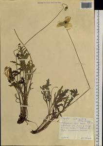 Papaver croceum subsp. chinense (Regel) Rändel, Siberia, Russian Far East (S6) (Russia)