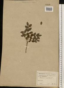 Vaccinium myrtillus L., Eastern Europe, Moscow region (E4a) (Russia)