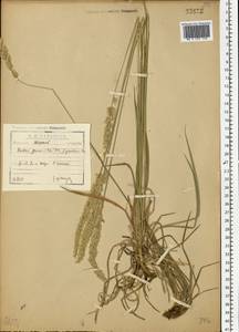 Koeleria pyramidata subsp. pyramidata, Eastern Europe, North-Western region (E2) (Russia)