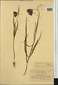 Fritillaria montana Hoppe ex W.D.J.Koch, Western Europe (EUR) (Romania)