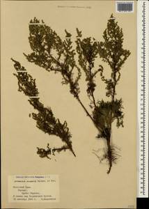 Artemisia scoparia Waldst. & Kit., Crimea (KRYM) (Russia)