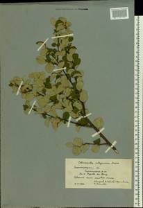Cotoneaster alaunicus Golitsin, Eastern Europe, Lower Volga region (E9) (Russia)