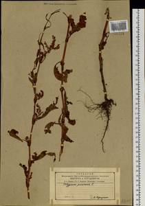 Persicaria maculosa Gray, Siberia, Russian Far East (S6) (Russia)