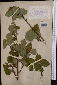 Crataegus sanguinea Pall., Middle Asia, Northern & Central Kazakhstan (M10) (Kazakhstan)