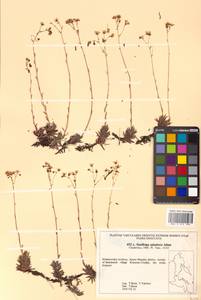 Saxifraga bronchialis subsp. bronchialis, Siberia, Russian Far East (S6) (Russia)