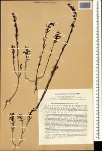 Macrosyringion glutinosum (M. Bieb.) Rothm., Crimea (KRYM) (Russia)