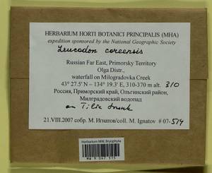 Leucodon coreensis Cardot, Bryophytes, Bryophytes - Russian Far East (excl. Chukotka & Kamchatka) (B20) (Russia)