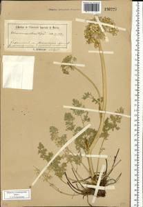 Phlojodicarpus villosus (Turcz. ex Fisch. & C. A. Mey.) Turcz. ex Ledeb., Siberia, Baikal & Transbaikal region (S4) (Russia)