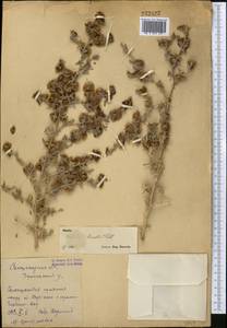 Climacoptera lanata (Pall.) Botsch., Middle Asia, Syr-Darian deserts & Kyzylkum (M7) (Uzbekistan)