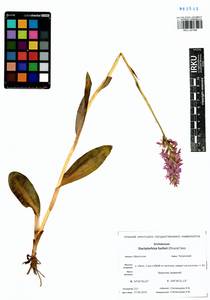 Dactylorhiza maculata subsp. fuchsii (Druce) Hyl., Siberia, Baikal & Transbaikal region (S4) (Russia)