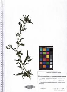 Lithospermum officinale L., Eastern Europe, Middle Volga region (E8) (Russia)