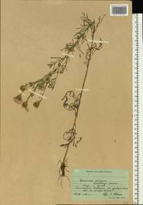 Centaurea, Eastern Europe, South Ukrainian region (E12) (Ukraine)