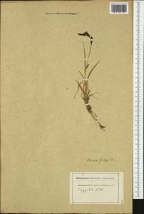 Carex frigida All., Western Europe (EUR) (Switzerland)