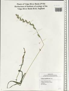 Lolium multiflorum Lam., Eastern Europe, Middle Volga region (E8) (Russia)