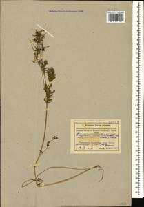 Erodium cicutarium (L.) L'Hér., Caucasus, Azerbaijan (K6) (Azerbaijan)