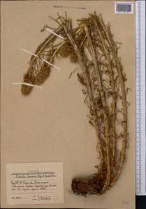 Rhodiola semenovii (Regel & Herder) Boriss., Middle Asia, Western Tian Shan & Karatau (M3) (Uzbekistan)