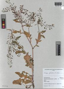KUZ 005 146, Rorippa palustris (L.) Besser, Siberia, Altai & Sayany Mountains (S2) (Russia)