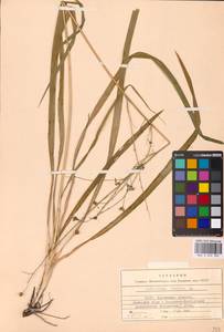 Anthericum ramosum L., Eastern Europe, Belarus (E3a) (Belarus)