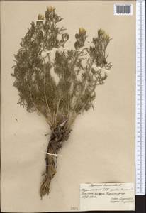 Peganum harmala L., Middle Asia, Kopet Dag, Badkhyz, Small & Great Balkhan (M1) (Turkmenistan)