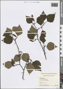 Betula pubescens var. litwinowii (Doluch.) Ashburner & McAll., Caucasus, Azerbaijan (K6) (Azerbaijan)