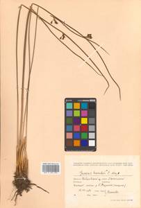 Juncus haenkei E. Mey., Siberia, Russian Far East (S6) (Russia)