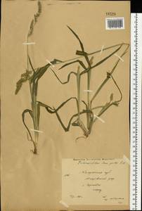 Echinochloa crus-galli (L.) P.Beauv., Eastern Europe, Central region (E4) (Russia)