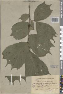 Ulmus laciniata (Herder) Mayr ex Schwapp., Siberia, Russian Far East (S6) (Russia)