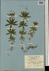 Galium odoratum (L.) Scop., Caucasus, South Ossetia (K4b) (South Ossetia)