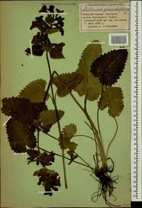 Betonica macrantha K.Koch, Caucasus, Stavropol Krai, Karachay-Cherkessia & Kabardino-Balkaria (K1b) (Russia)