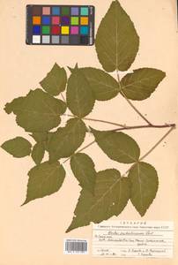 Rubus idaeus subsp. melanolasius Focke, Siberia, Russian Far East (S6) (Russia)