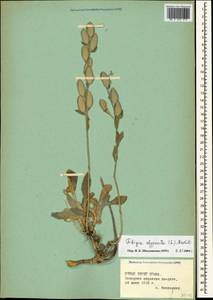 Fibigia clypeata (L.) Medik., Crimea (KRYM) (Russia)