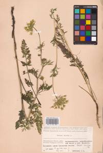 Daucus carota L., Eastern Europe, Lower Volga region (E9) (Russia)