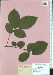 Ulmus glabra, Eastern Europe, Central region (E4) (Russia)