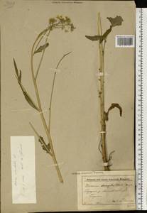 Bunias orientalis L., Eastern Europe, Belarus (E3a) (Belarus)