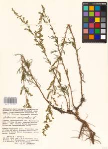 Artemisia campestris L., Eastern Europe, Lower Volga region (E9) (Russia)