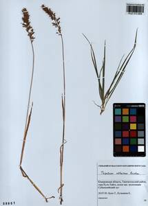 Trisetum altaicum Roshev., Siberia, Altai & Sayany Mountains (S2) (Russia)