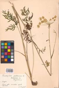 Silphiodaucus prutenicus subsp. prutenicus, Eastern Europe, Moscow region (E4a) (Russia)