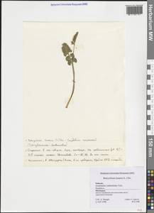 Botrychium lunaria (L.) Sw., Western Europe (EUR) (Switzerland)