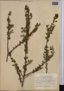 Prunus bifrons Fritsch, Middle Asia, Western Tian Shan & Karatau (M3) (Kazakhstan)