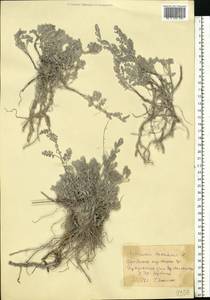 Artemisia maritima L., Eastern Europe, North Ukrainian region (E11) (Ukraine)
