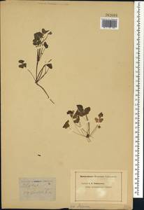 Oxalis, Africa (AFR) (Not classified)
