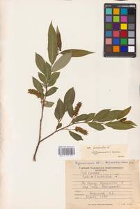 Salix pentandra L., Siberia, Western Siberia (S1) (Russia)